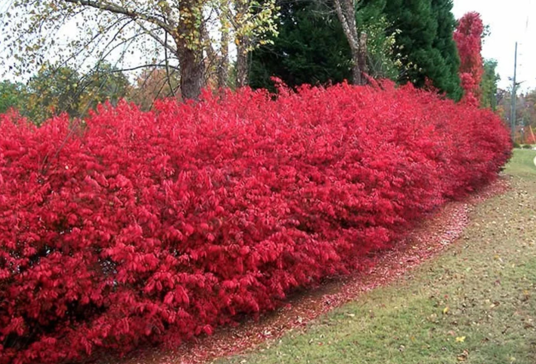 Dwarf Burning Bush – Live Plant in 4″ Pot (8–14″ Tall) – Hardy Shrub