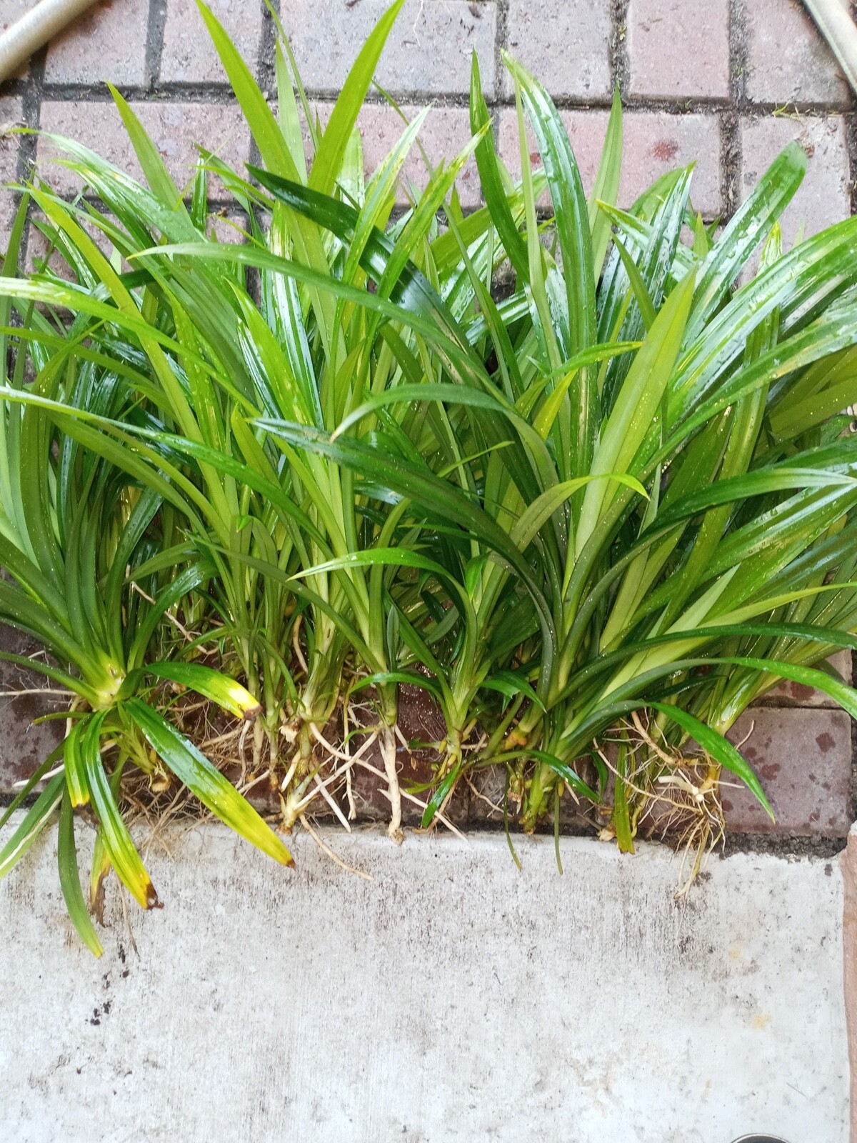Pandan fragrant Plant ,Pandanus amaryllifolius rooted live Plants, lá Dứa