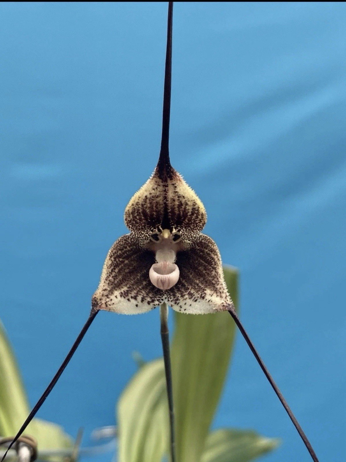 Dracula tsubotae Black Ivory Yellow Orchid Species BS 1.5-2” Pot