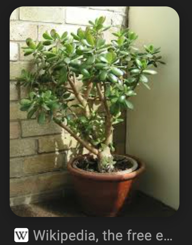 1 SUPER THICK 16” CUTTING JADE PLANT/ MONEY PLANT. EASY ROOT. PRE-BONSAI.