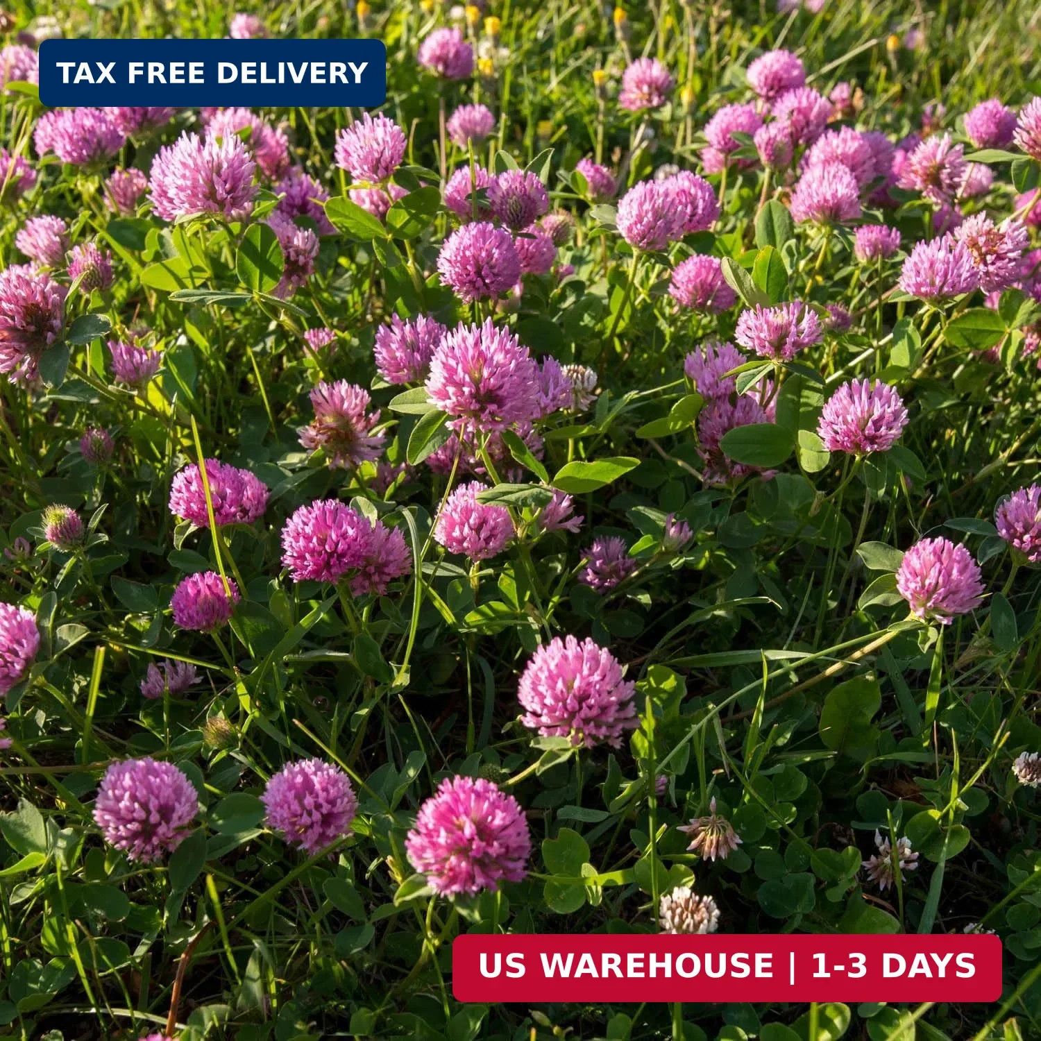 Outsidepride Perennial Red Clover Seeds – 5 lbs. Self-Seeding, Nitrocoated, Inoc