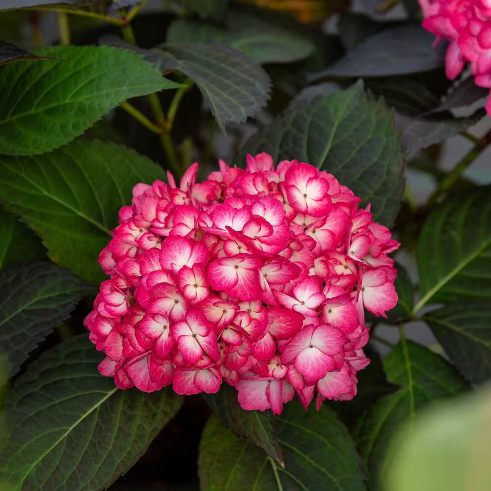 2 Gal. Eclipse Bigleaf Hydrangea Shrub with Dark Purple Foliage and Cranberry Fl