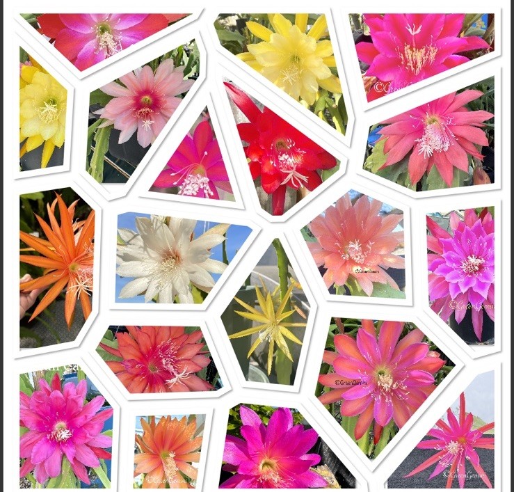 20 Assorted Mystery Unknown Colors Epiphyllum Cuttings Orchid Cactus Succulents