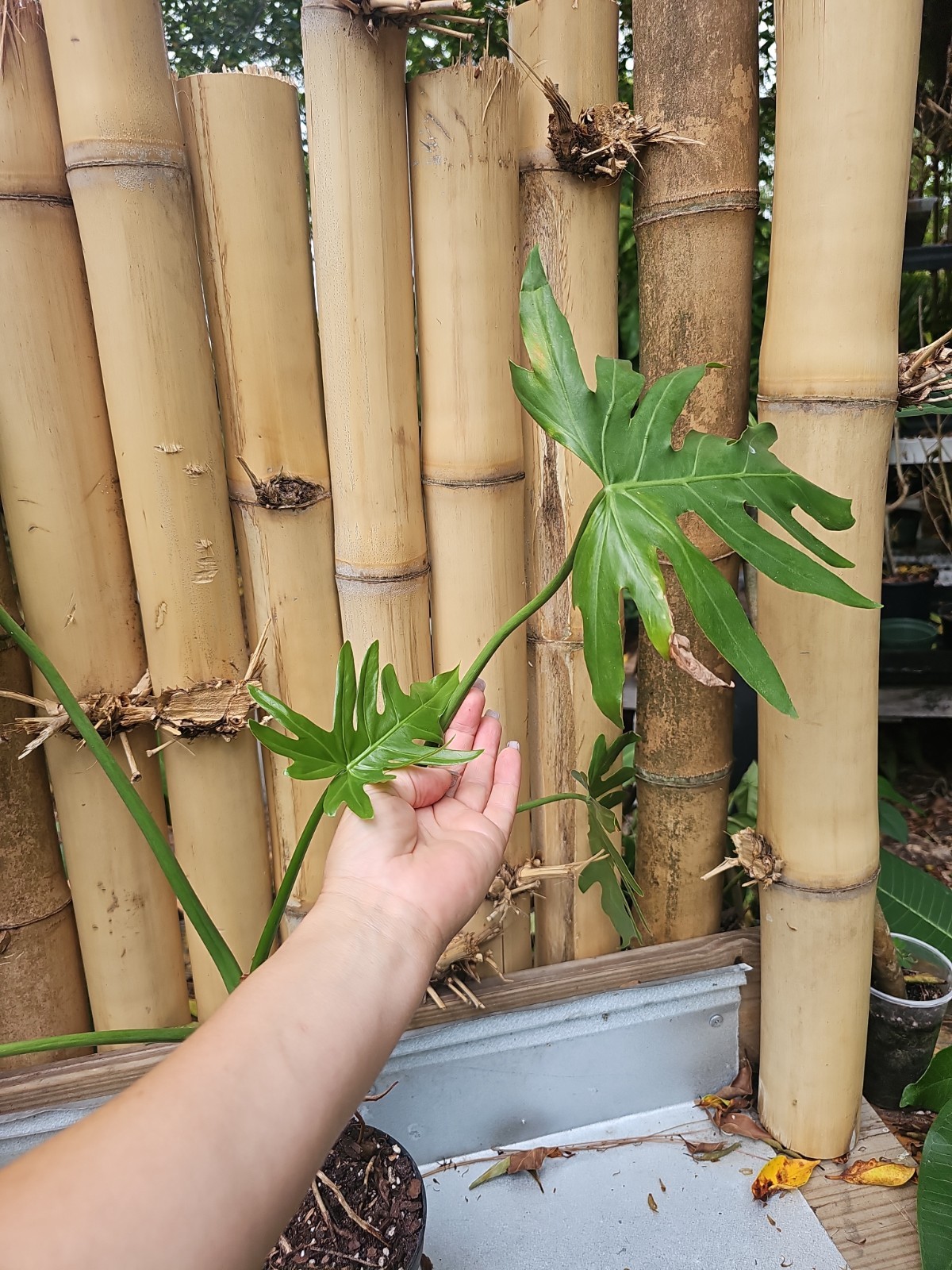 Large Philodendron Radiatum Live Plant grown in 5″ Pot 5 Leaf Top Cut
