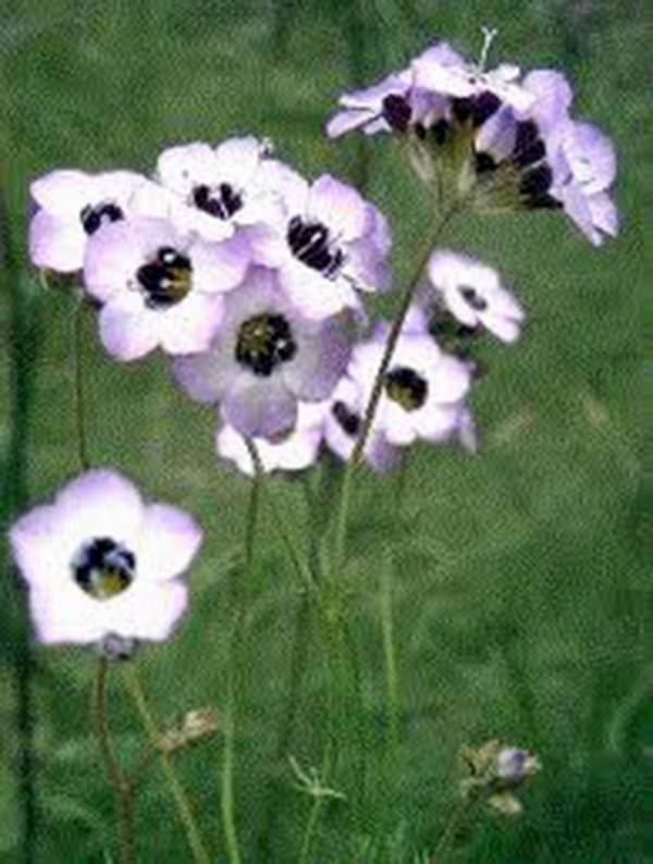 BIRD’S EYE GILIA TRICOLOR 500 SEEDS BEAUTIFUL DELICATE LAVENDER BLOOMS