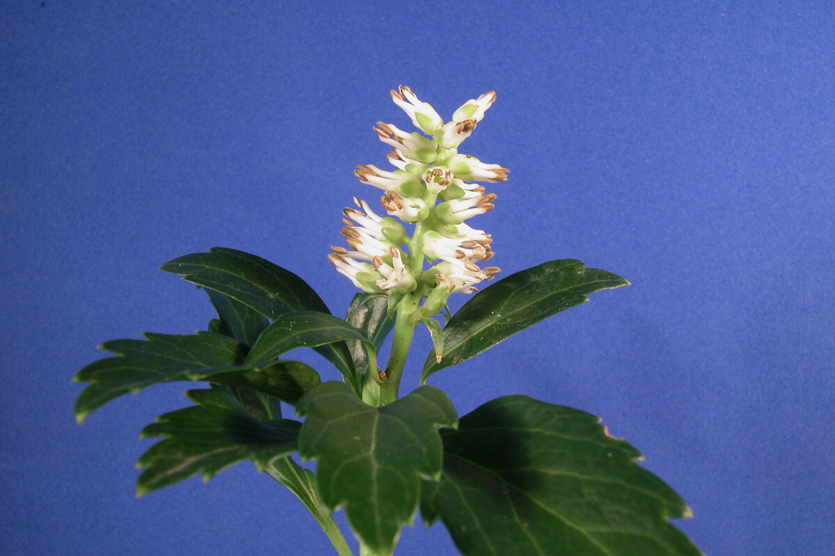 10 Pachysandra procumbens ~Native ground cover~Winter Hardy~Rooted Cuttings