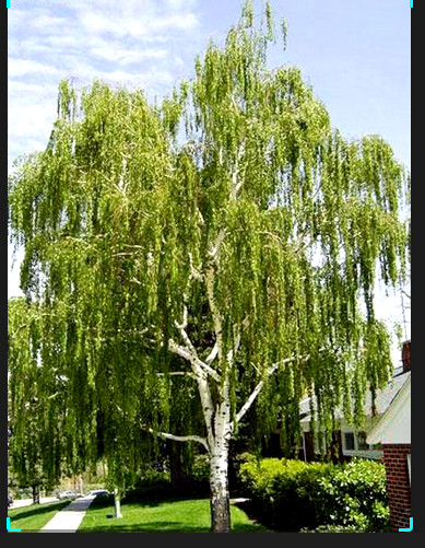 150 Cutleaf Weeping Birch Tree Seeds~Betula Pendula Laciniata~Botanical Gardens