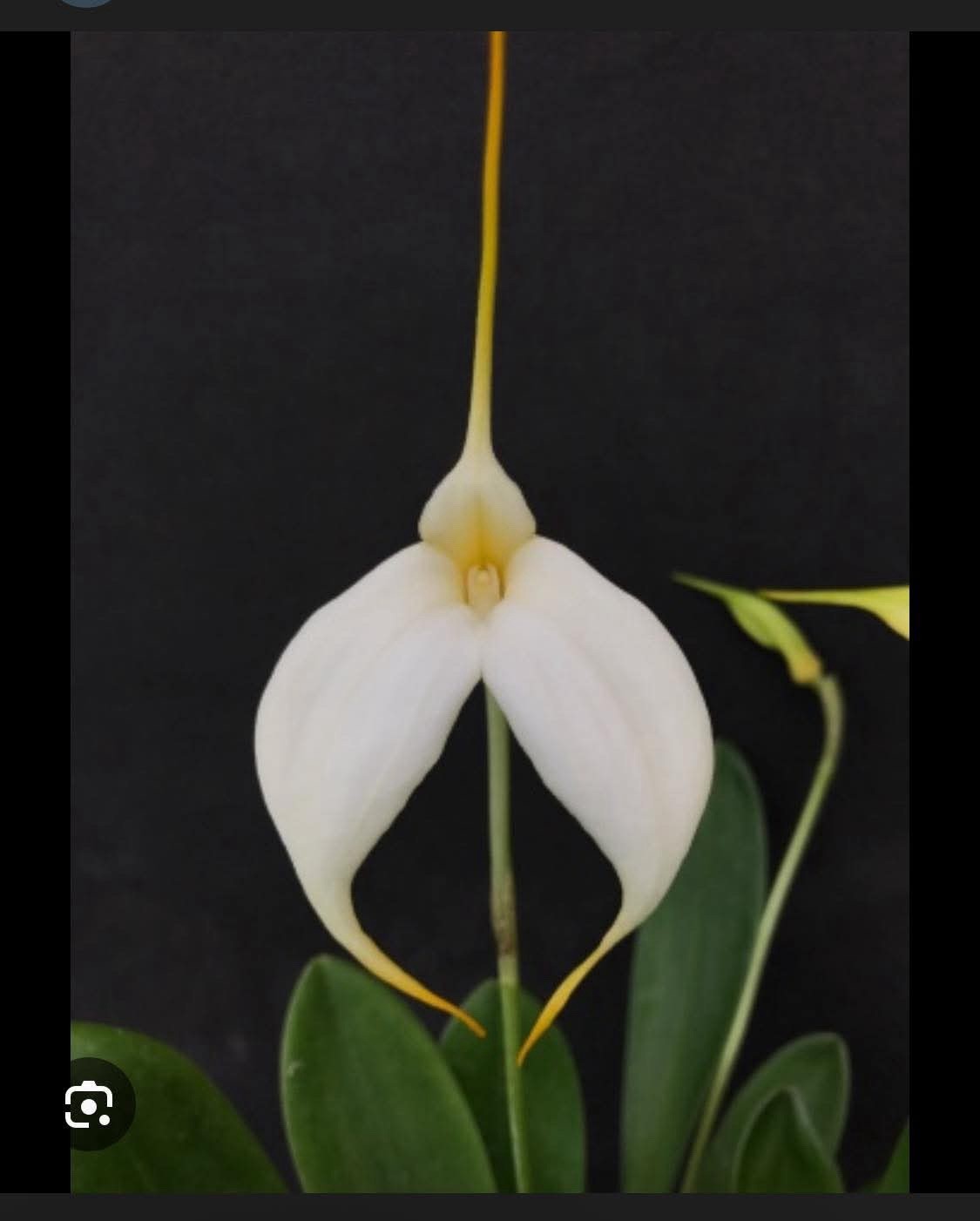 Masdevallia orchid Ziegler’s love white