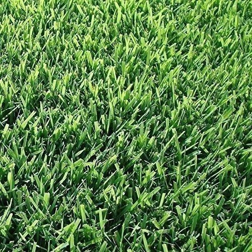 Zoysia Sod Plugs | Extra Large 3″ x 3″ Plugs | 18 Count Tray | Drought, Salt…
