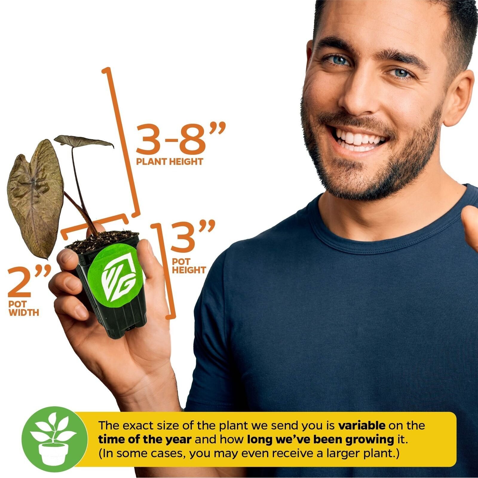 Waikiki Elephant Ear – Colocasia esculenta – Live Plant