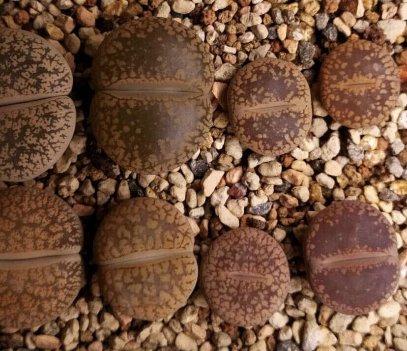 Lithops aucampiae mix 100seeds