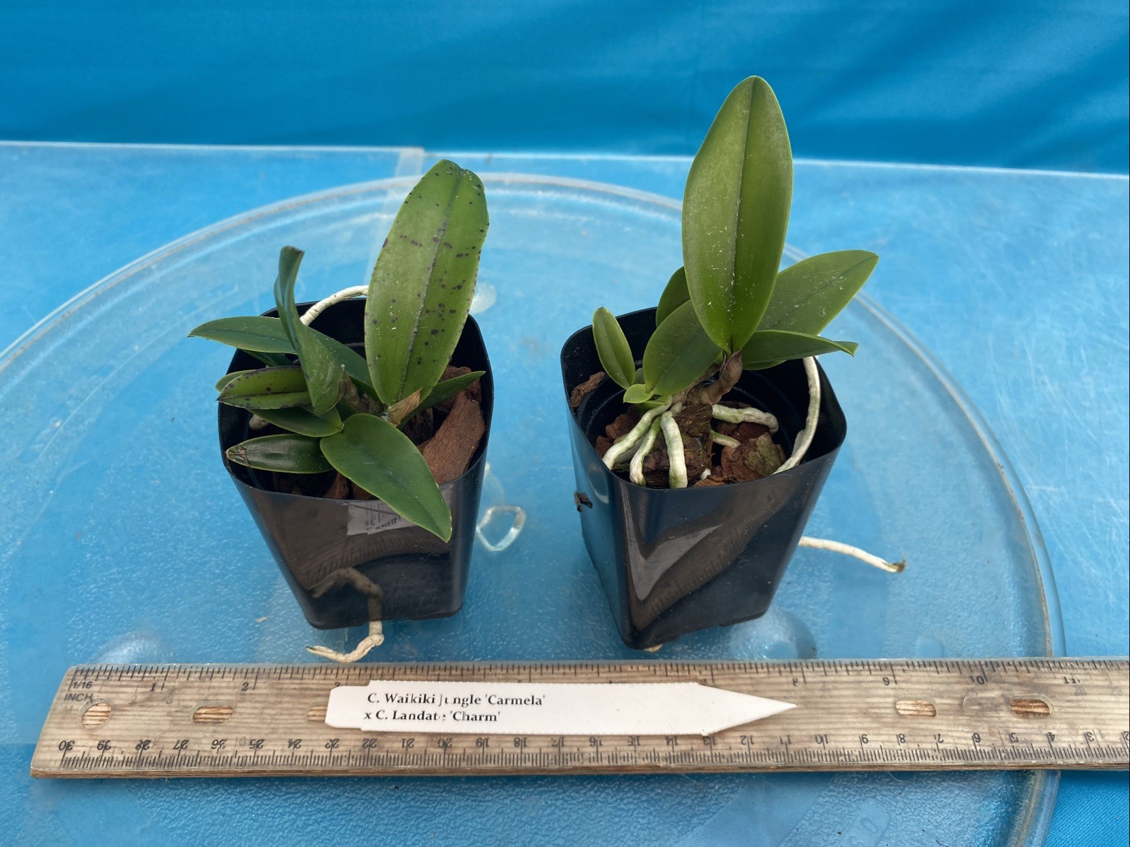 Cattleya Waikiki Jungle X Landate Spotty Charm Large Fragrant Flowers 2” Pot