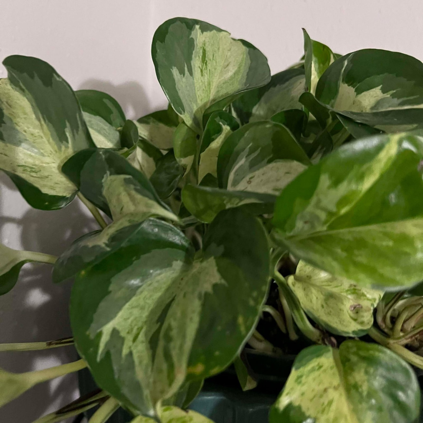 Plant Bundle 10 Rare Houseplants Pothos Monstera Succulent Cuttings Mystery Box