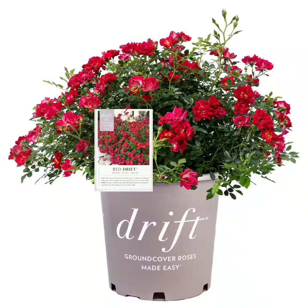 2 Gal. Red Drift Rose Bush with Red Flowers