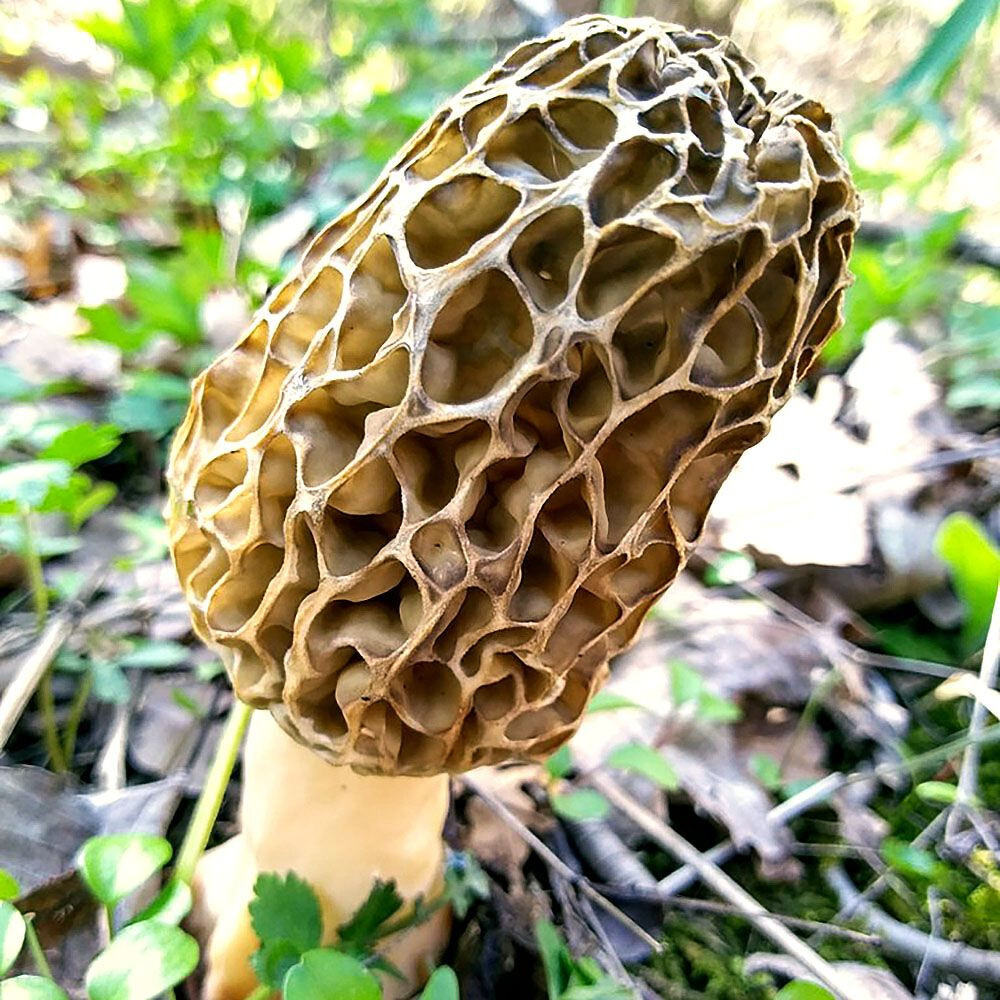 Morchella americana Liquid Culture