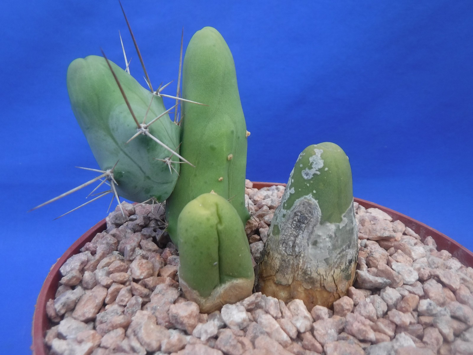 Rare Monstrose Cactus TBM 3″ Tall 3″ wide CLUMP Short Form 4 Segments! L6