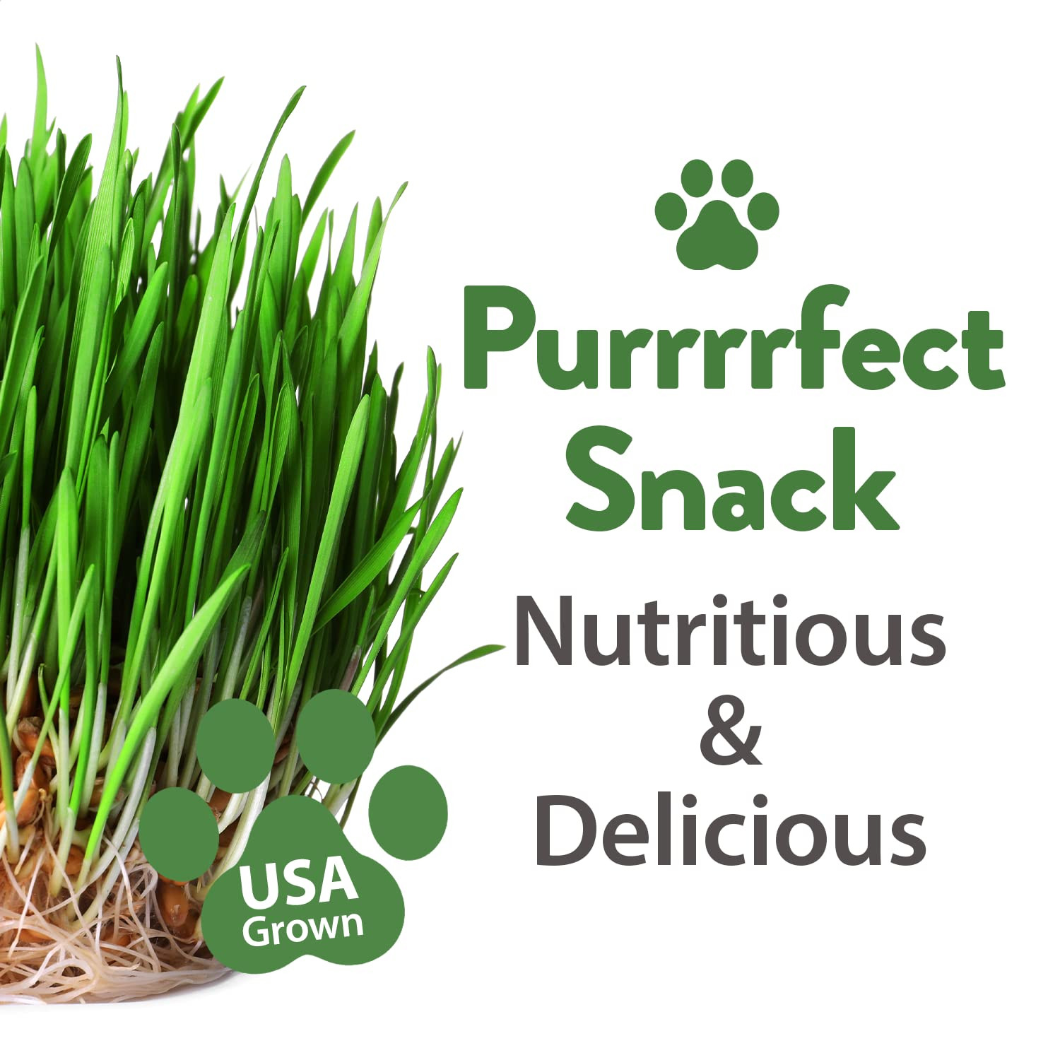 3200+ Cat Grass Seeds – Catnip Seeds, Alfalfa Seeds, Oat Seeds, and Oat & Bar…