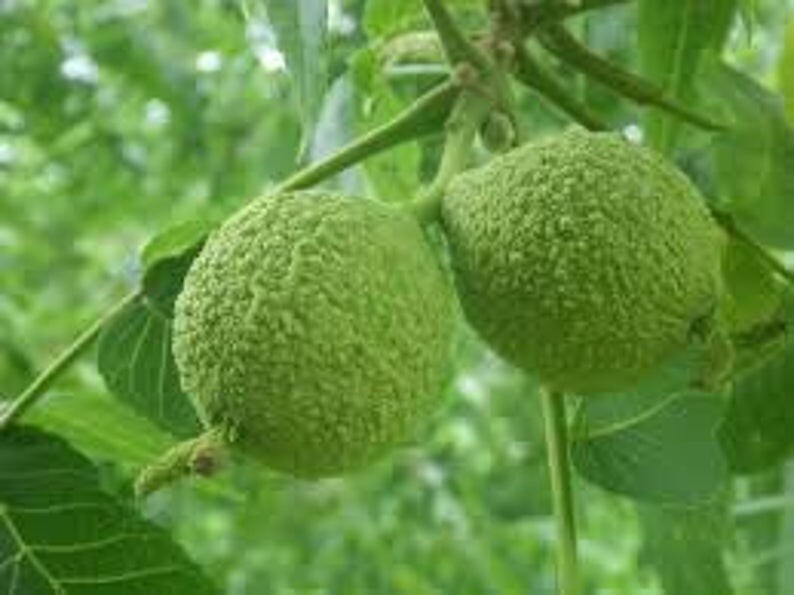 WALNUT TREE BLACK SEEDS, (3) Seeds, Juglans nigra, Organic, Nut Tree