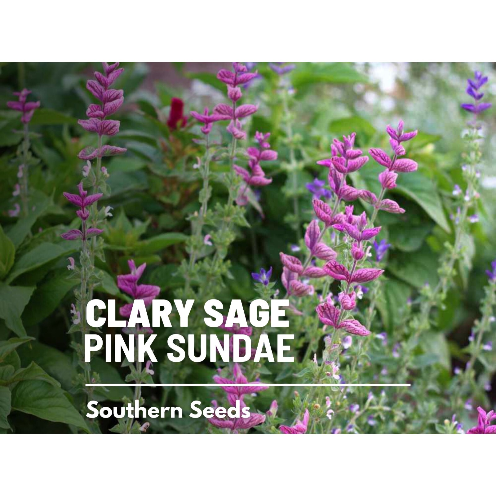 Clary Sage, Pink Sundae – 50 Seeds – Heirloom Herb, Medicinal Plant, Easy to Gro