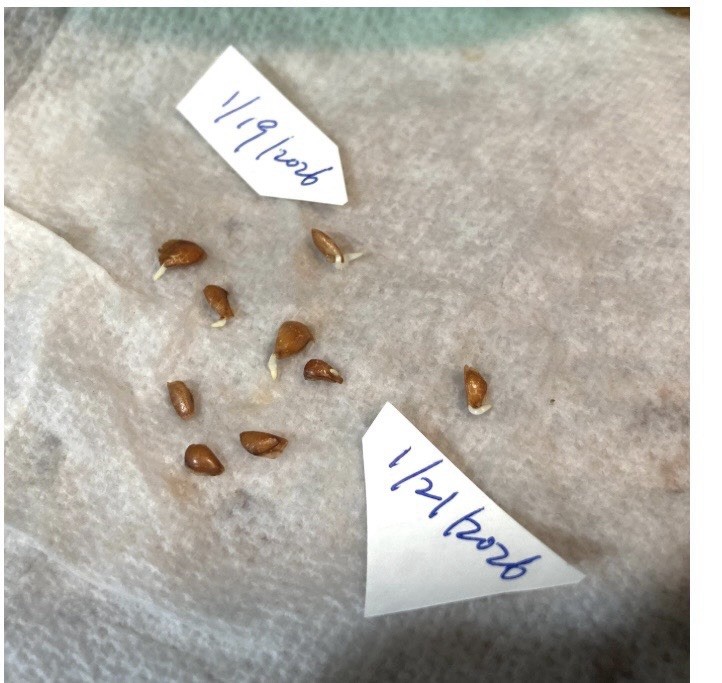 Tested NEW Chinese toon Seeds 香椿 High germination Rate