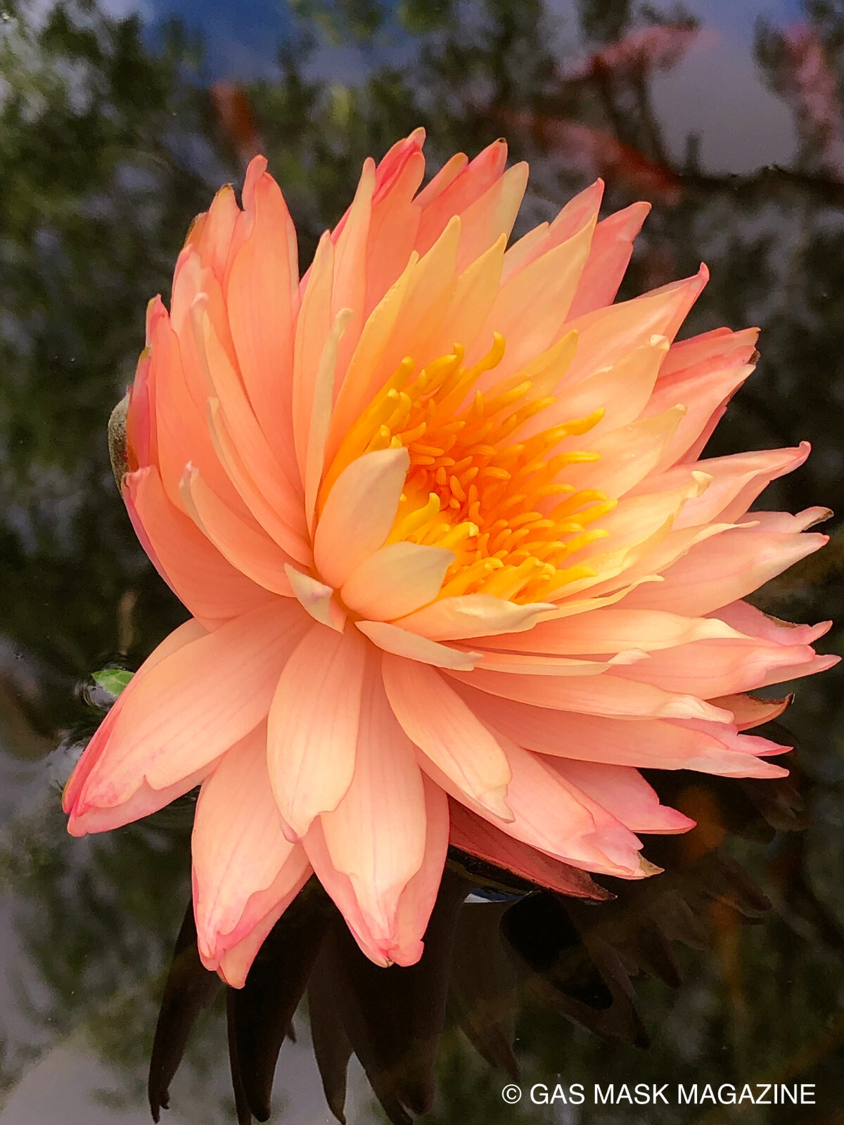 RARE! Light Pink, Sun Spark, Hardy Water Lily Tuber (Live Plant)