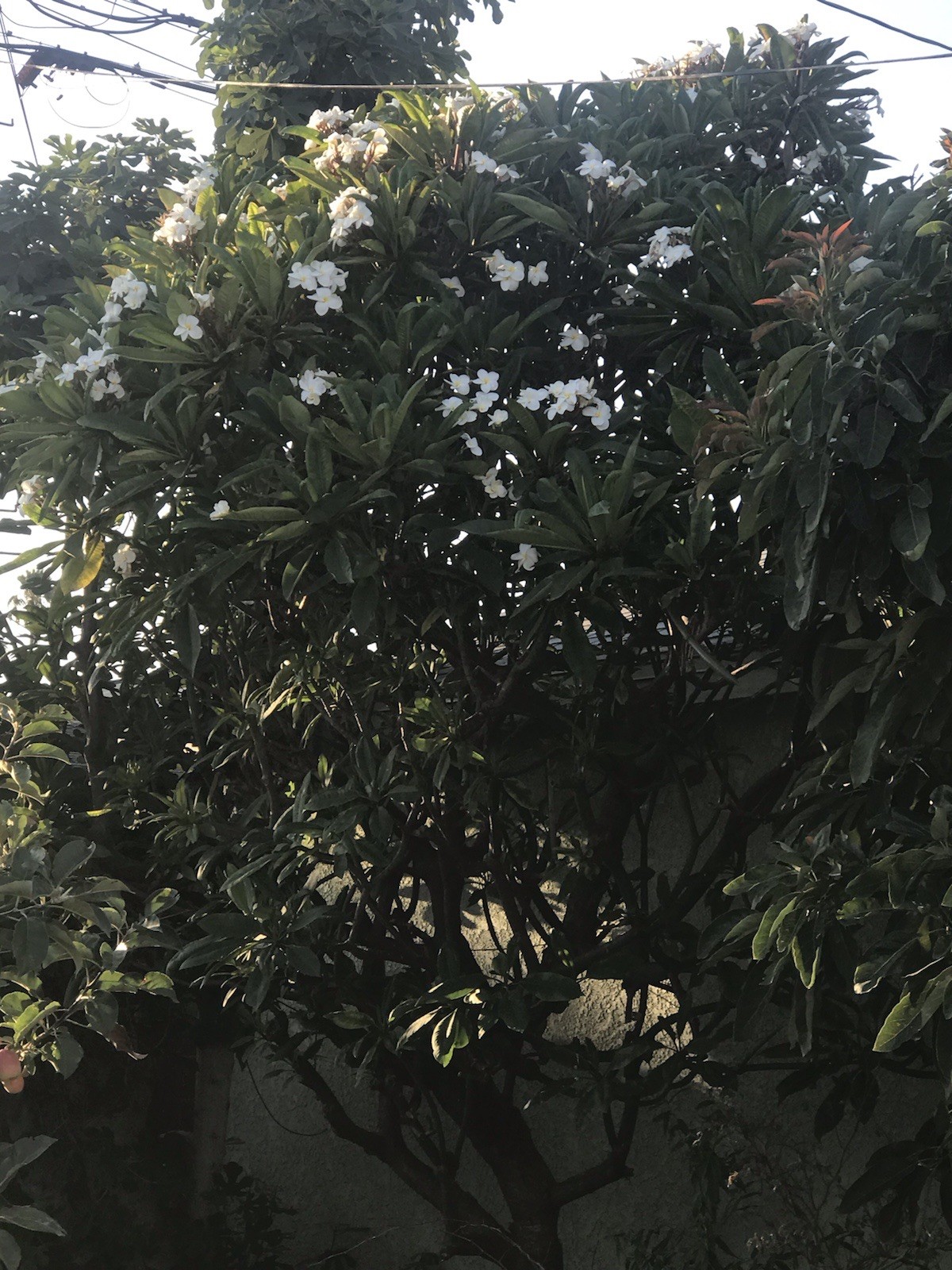 Plumeria Frangipani Fresh Cutting ~ BUY 2 GET 1 FREE !