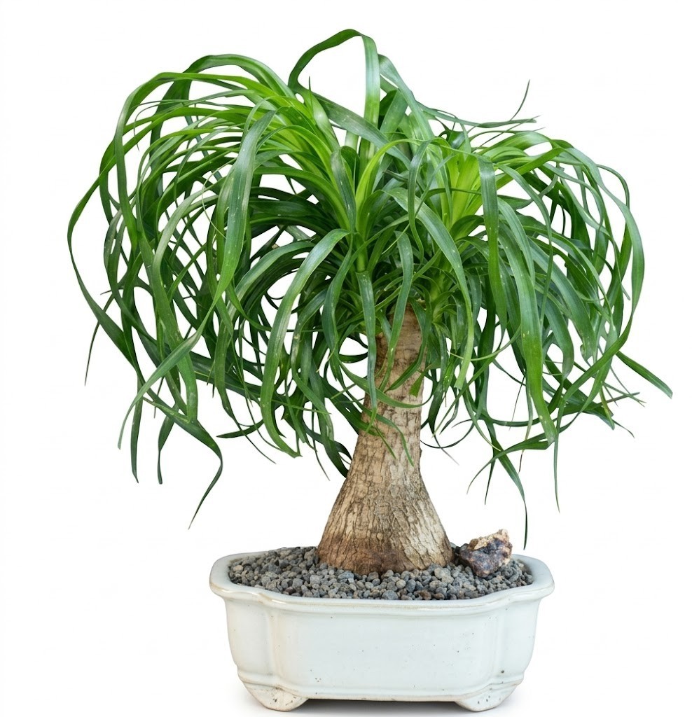 Live Ponytail Palm Plant Bonsai Beaucarnea Elephant’s Foot Indoor Tree 15″H Pot