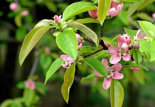 Chinese Quince, Chaenomeles sinensis, Tree Seeds (Edible, Fragrant, Fall Color)