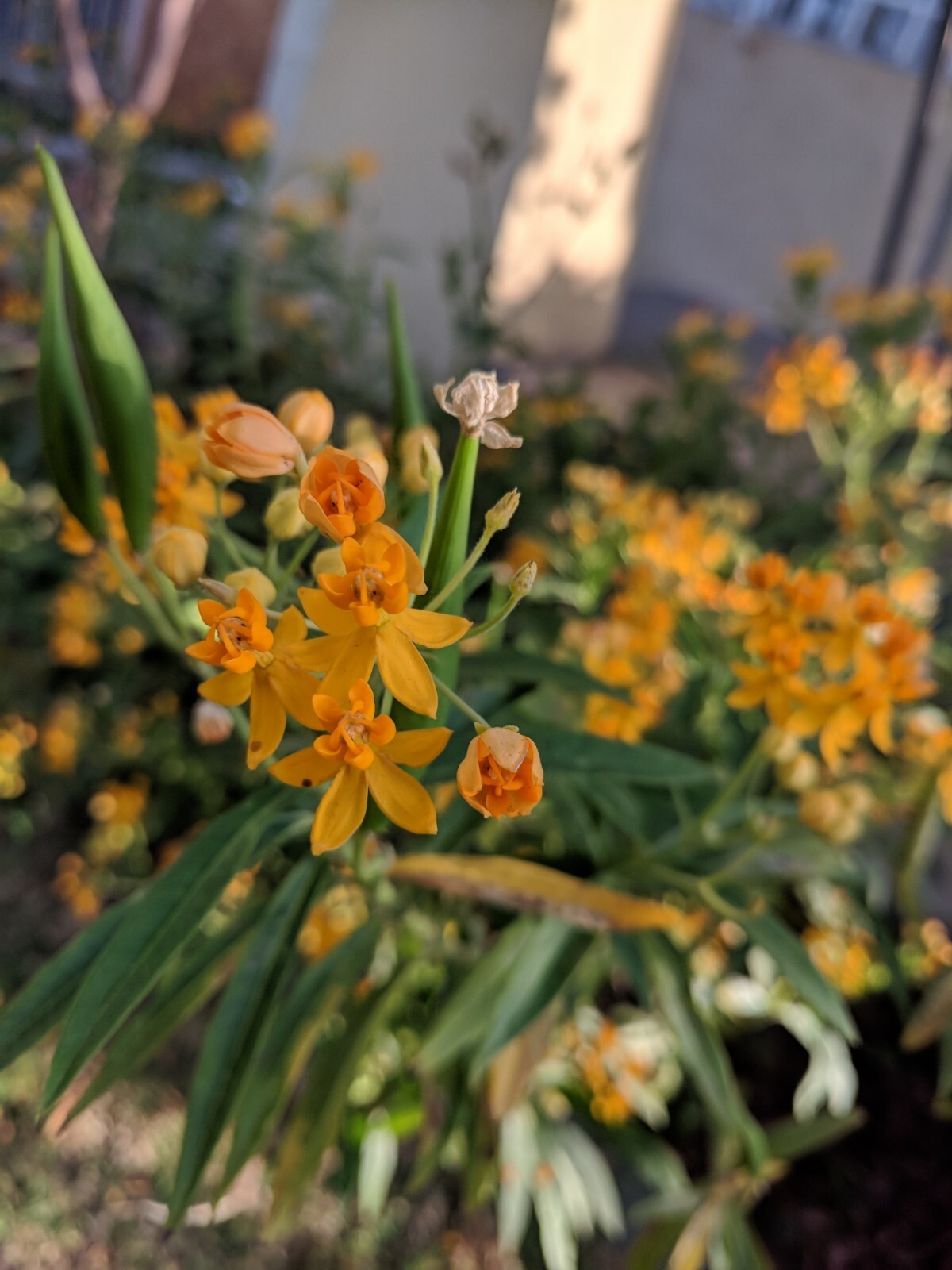 Yellow Milkweed (100+ SEEDS). Tropical Asclepias Tuberosa. 2024 Crop USA Grown