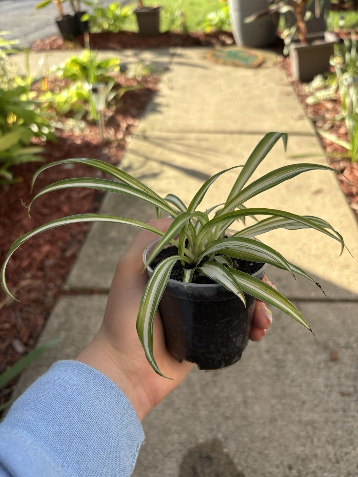 Spider Plant Variegated Green/White Potted Houseplant 2” (single)