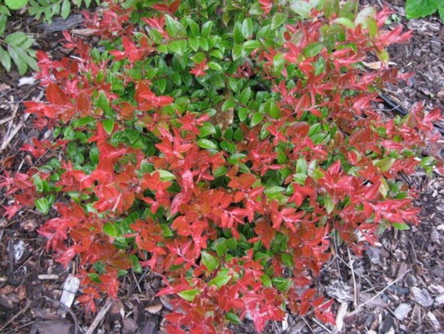 Set 3 Evergreen Huckleberry Live Plants – 7-10″ Tall – Edible Landscaping Shrub