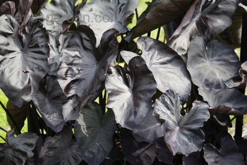 Black Coral – Colocasia esculenta- Elephant Ear – SMALL ROOTED STARTER Plant