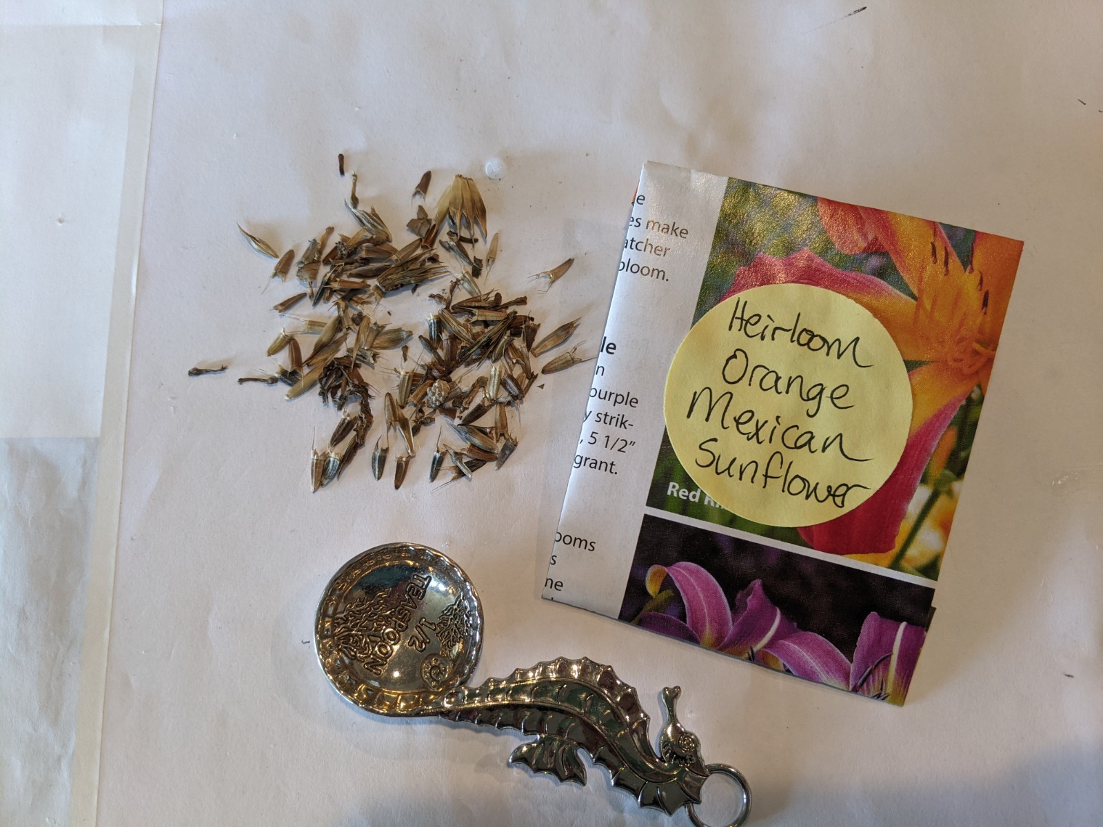 Organic Orange Mexican Sunflower Seeds