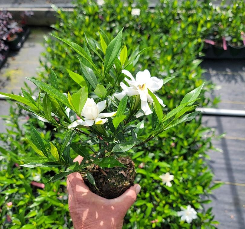 Frost Proof Gardenia ( cape jasmine ) – Live Plant – ( 1 QT )