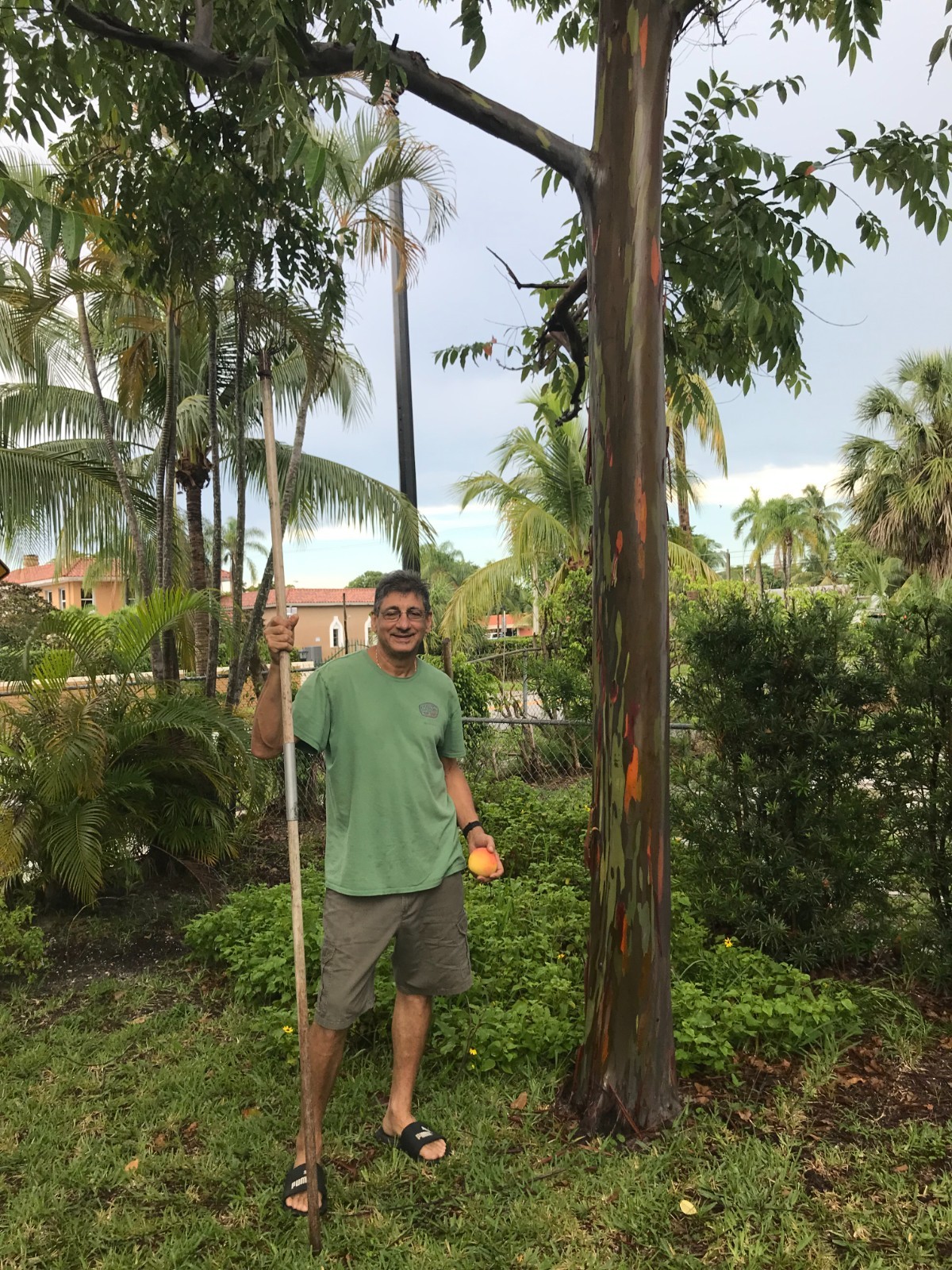 Rainbow eucalyptus seedling 12 to 20 inches tall shipped in 4 inch pot with soil