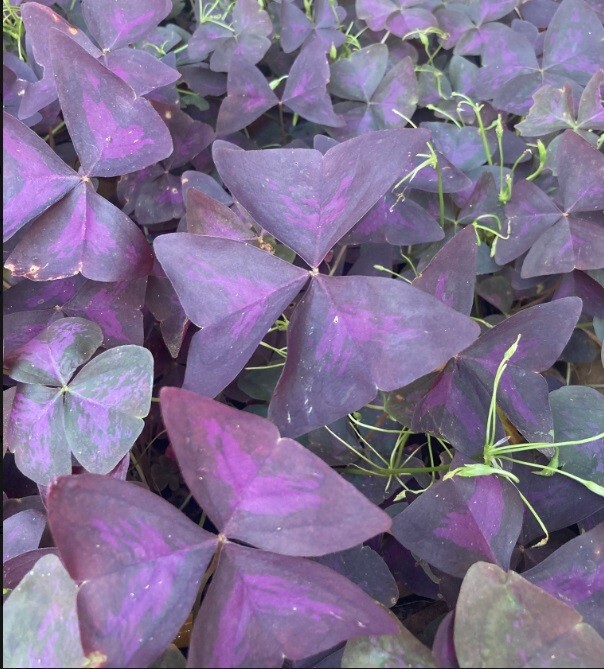 5 Oxalis Triangularis Myke , and 5 Purple Oxalis Triangularis Combo corms only
