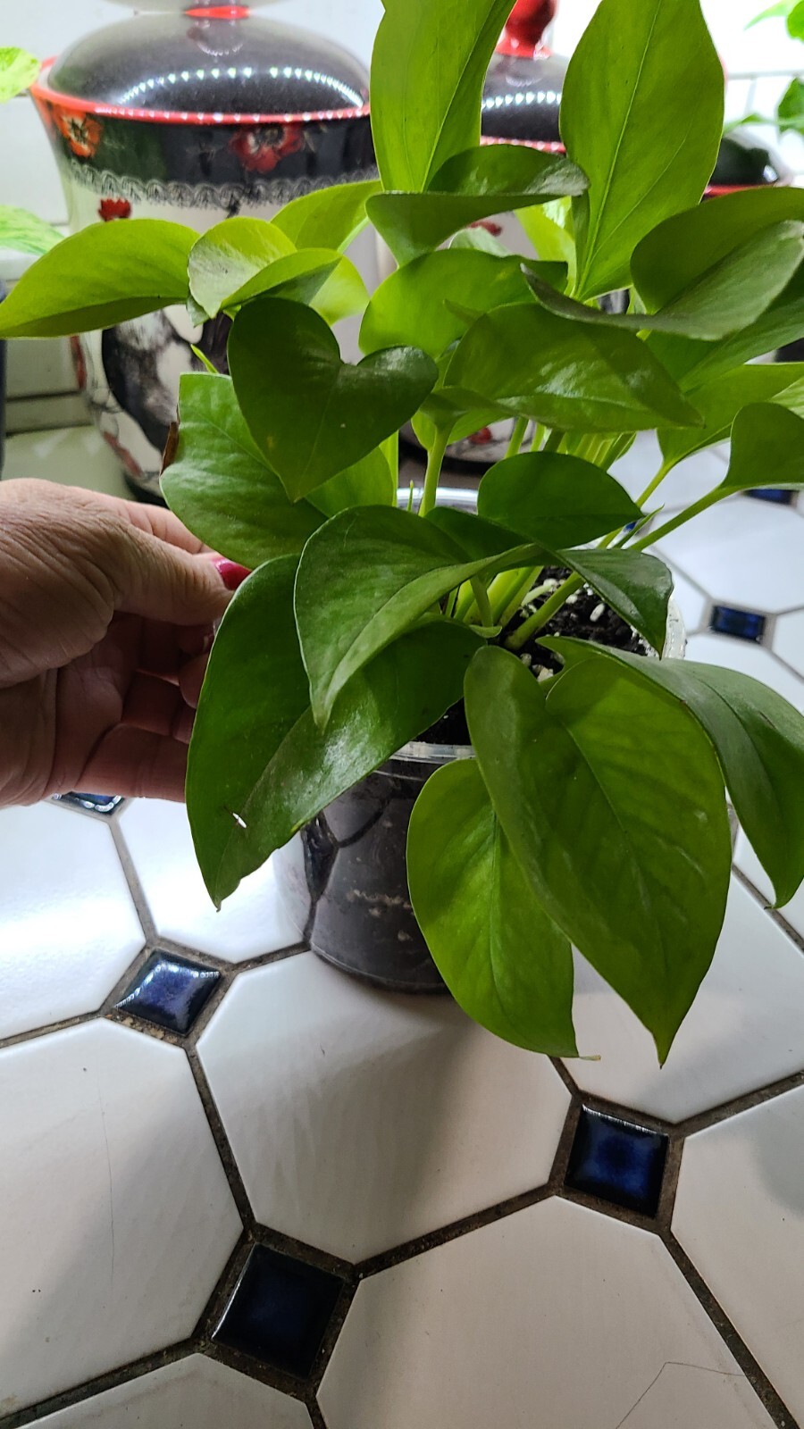 Exotic Neon Pothos plant Epipremnum aureum In 5 Inch Clear Pot