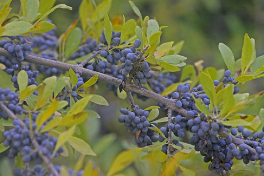 Organic Wild Olive { Forestiera p.}Fragrant | High Yield | 5 seeds Free Shipping