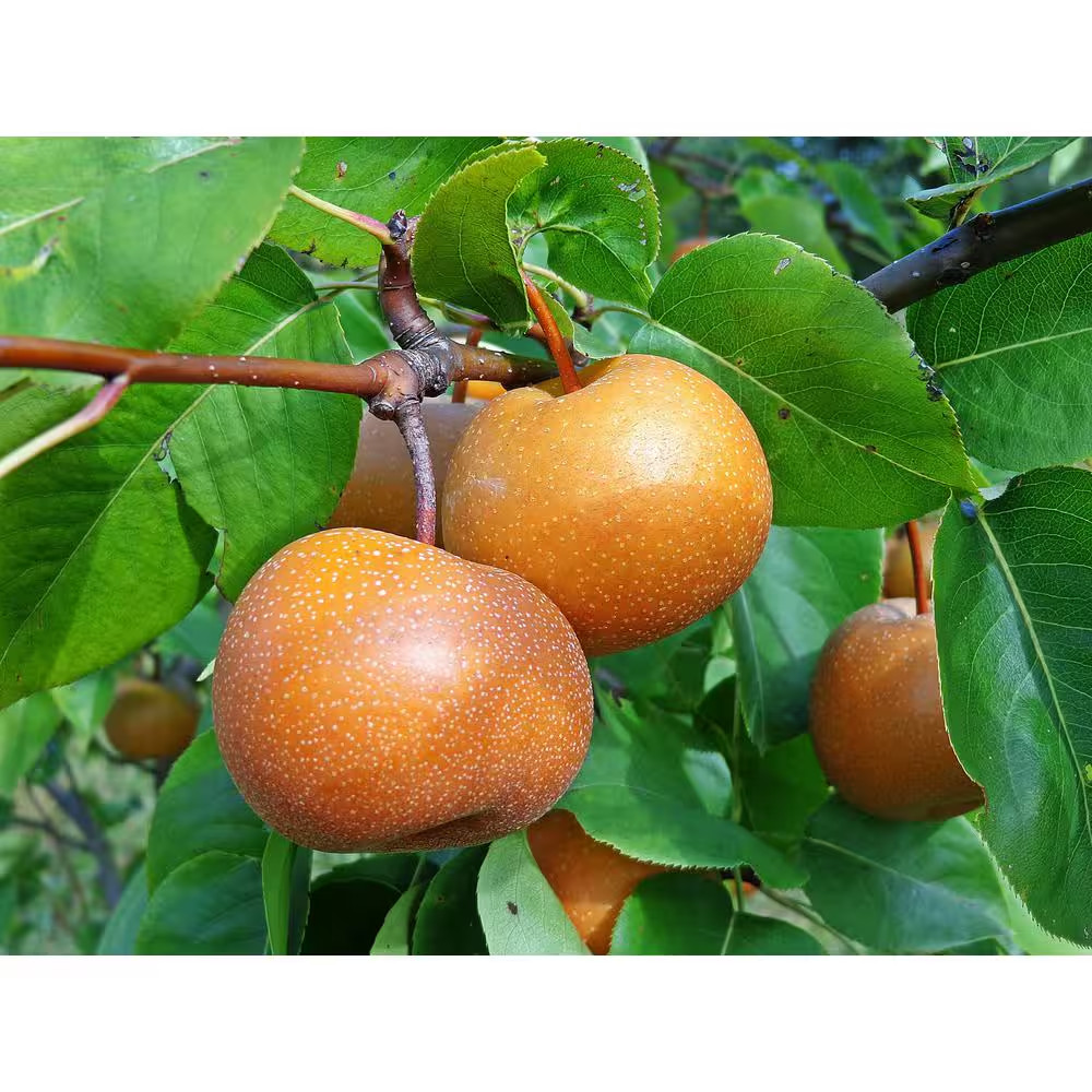 Dwarf Chojuro Asian Pear Tree Bare Root Fruit Tree for Home Garden