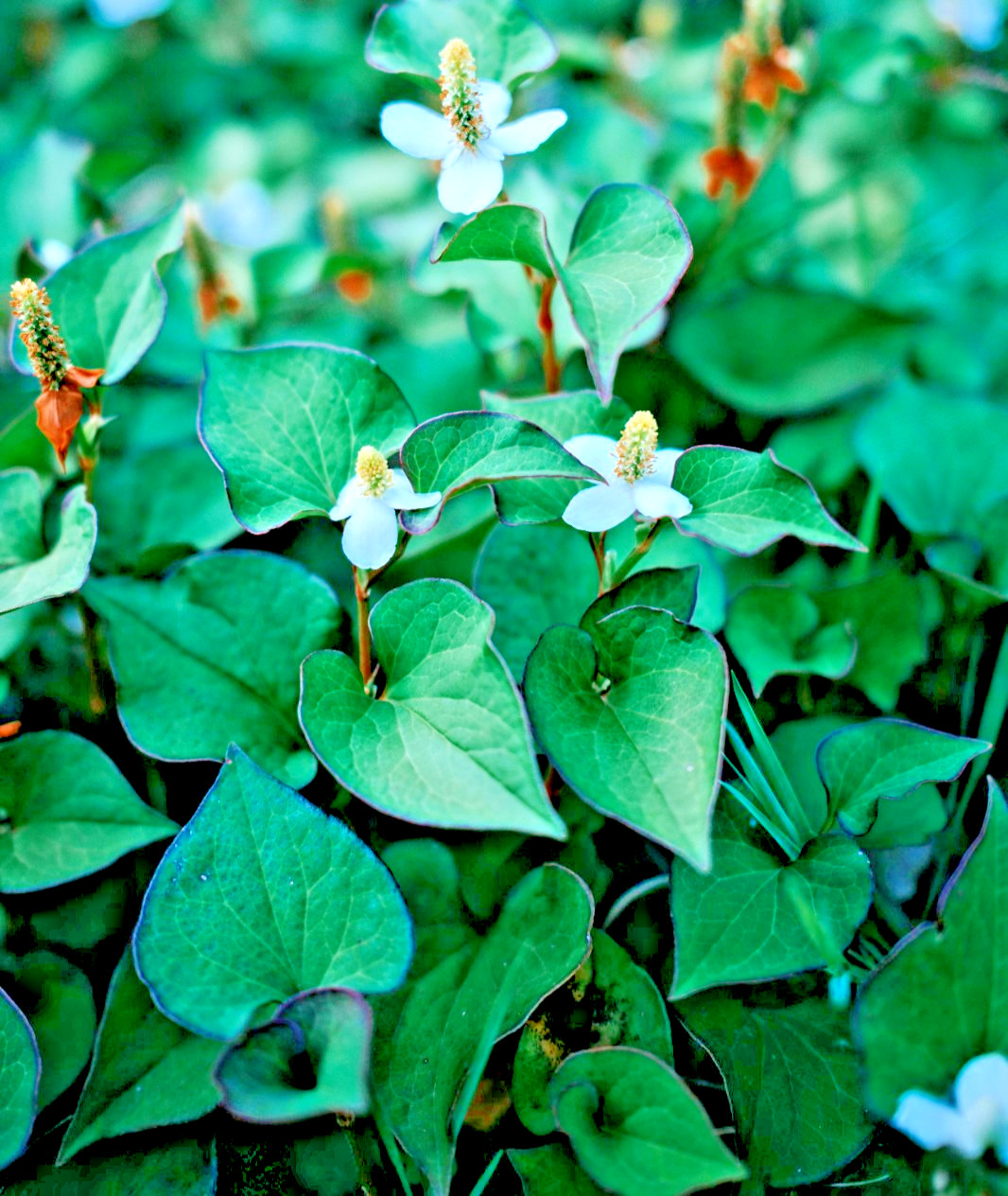 Fish Mint, Houttuynia Cordata, Chameleon Plant – 10 Bare Root Plants