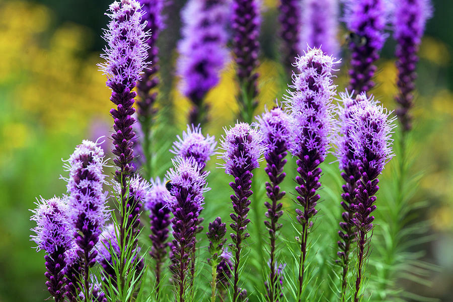 175 SEEDS – liatris spicata BLAZING STARS GroCo – BUY ANY 15 ITEMS-SHIPS FREE