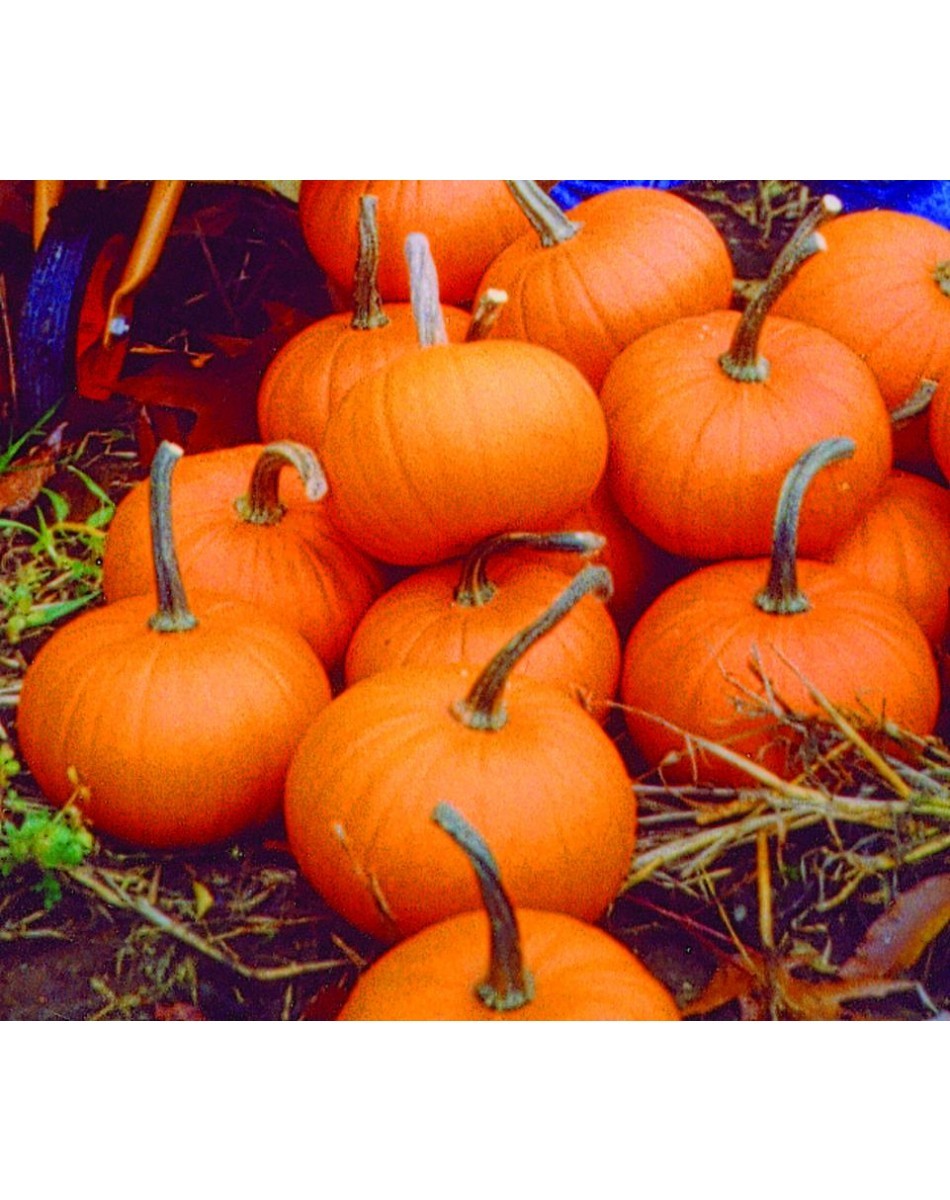 BABY BEAR PUMPKIN SEEDS* 20 FRUITS PER PLANT COMMON * FINE PIE MAKER * 6 INCH