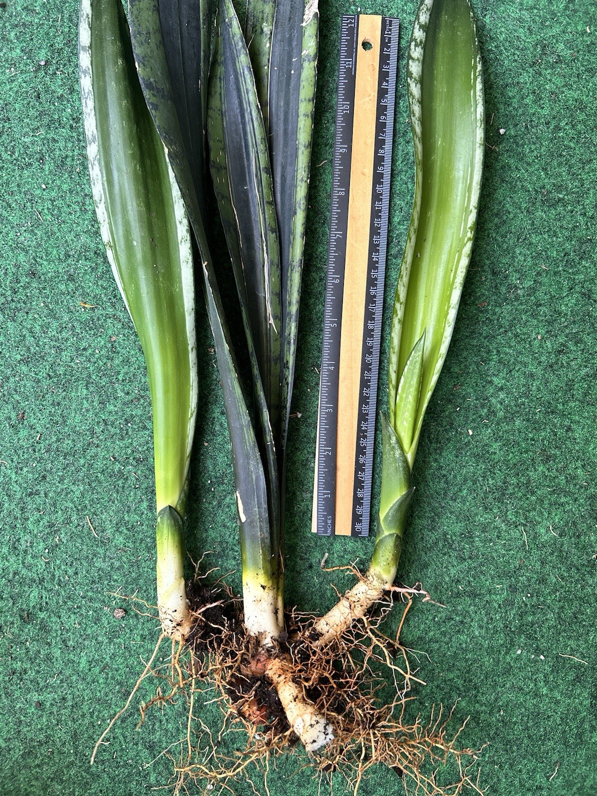 EXACT Sansevieria ‘Whitney’ 20” tall rooted healthy live snake plant With Pups