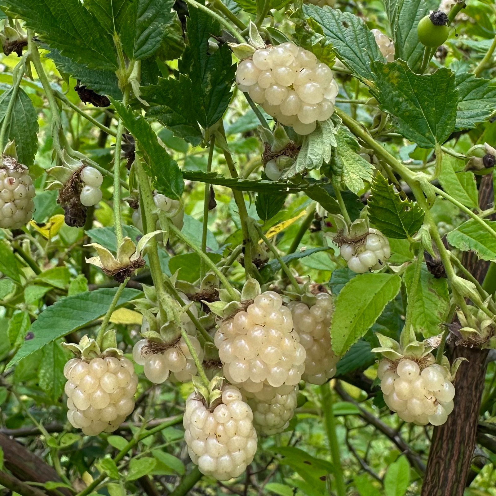 Rubus sp. – Clay County, NC Ecotype – Albino Blackberry – Seedling
