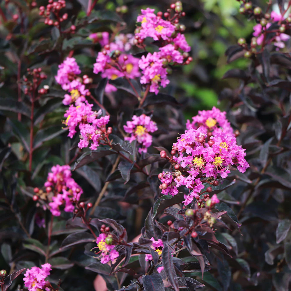 Lavender Skies Thunderstruck Crape Myrtle Starter Lagerstroemia STARTER Plant