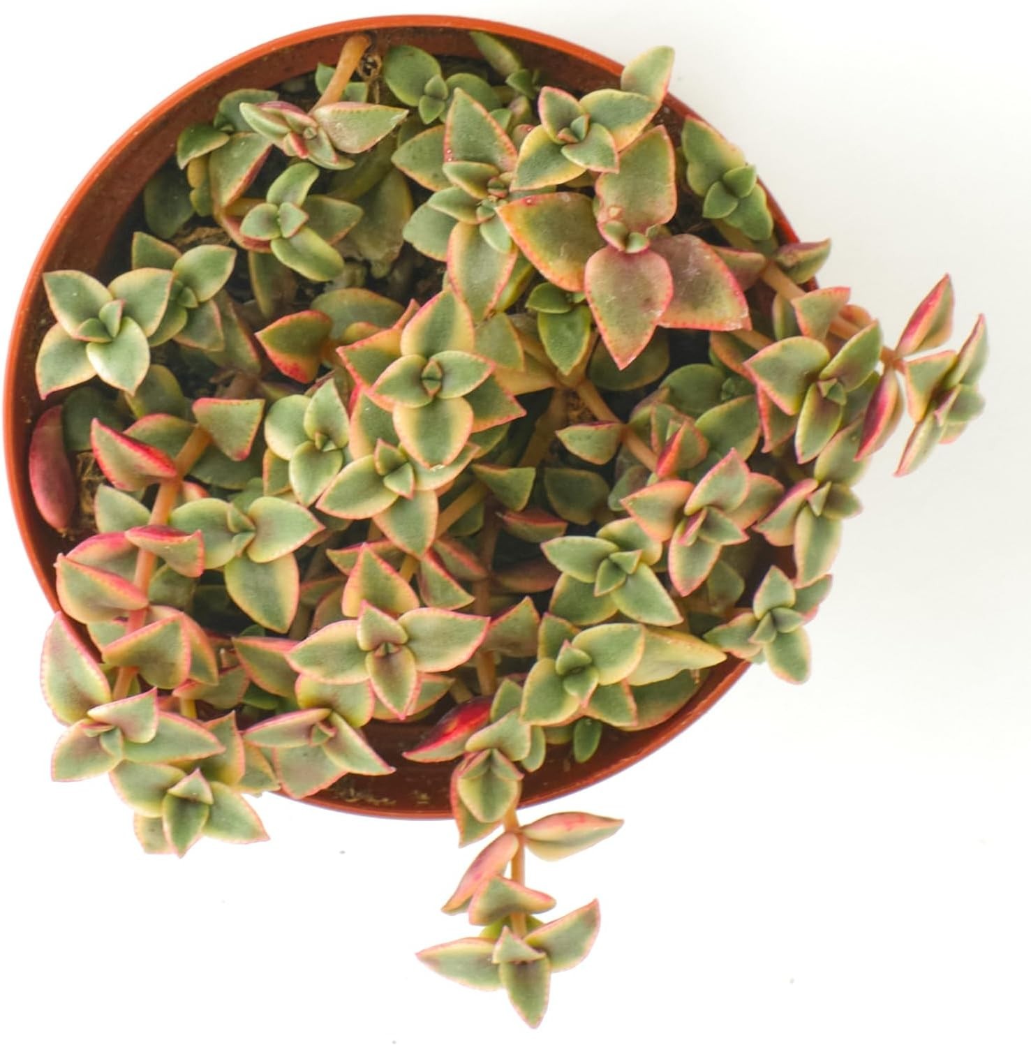 4″ Crassula Pellucida Variegata – Low Maintenance Calico Kitten Succulent