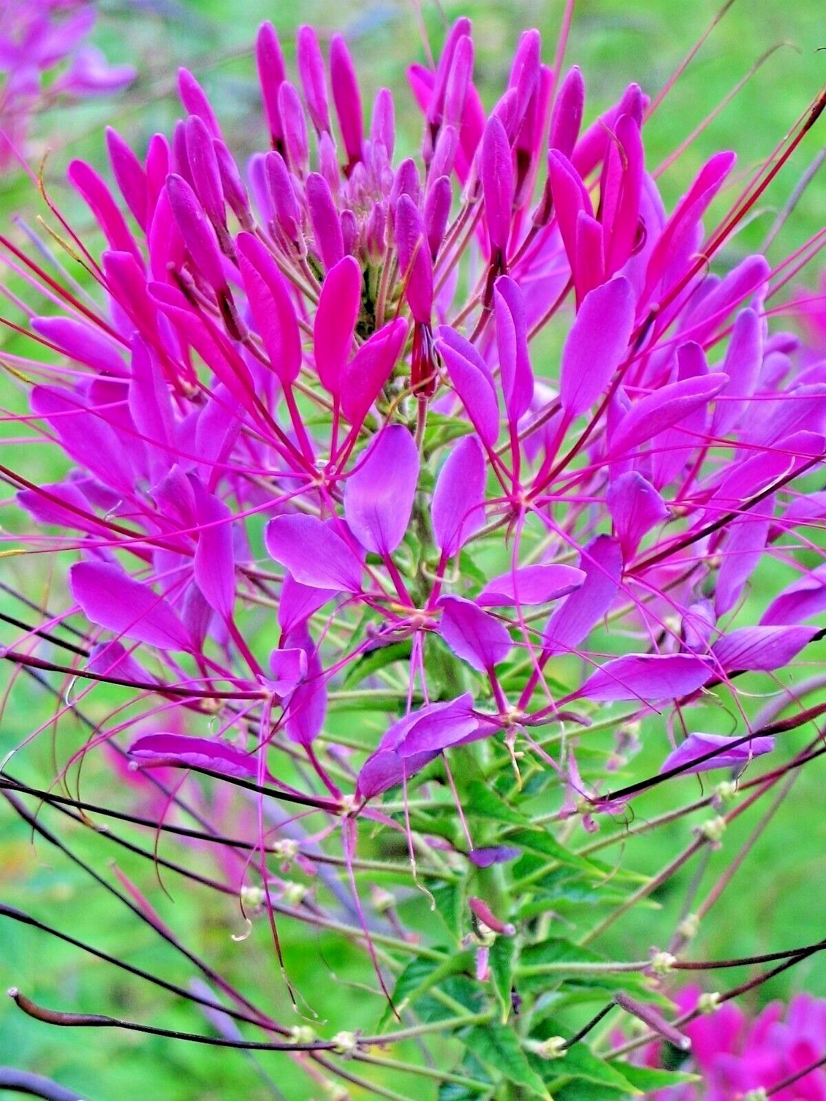 500+SPIDER PLANT Mix Seeds Container Summer Flower Garden Drought Heat Fast Easy