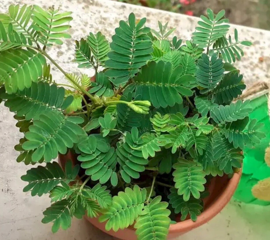 Sensitive Plant, Touch Me Not Mimosa pudica 15 seeds