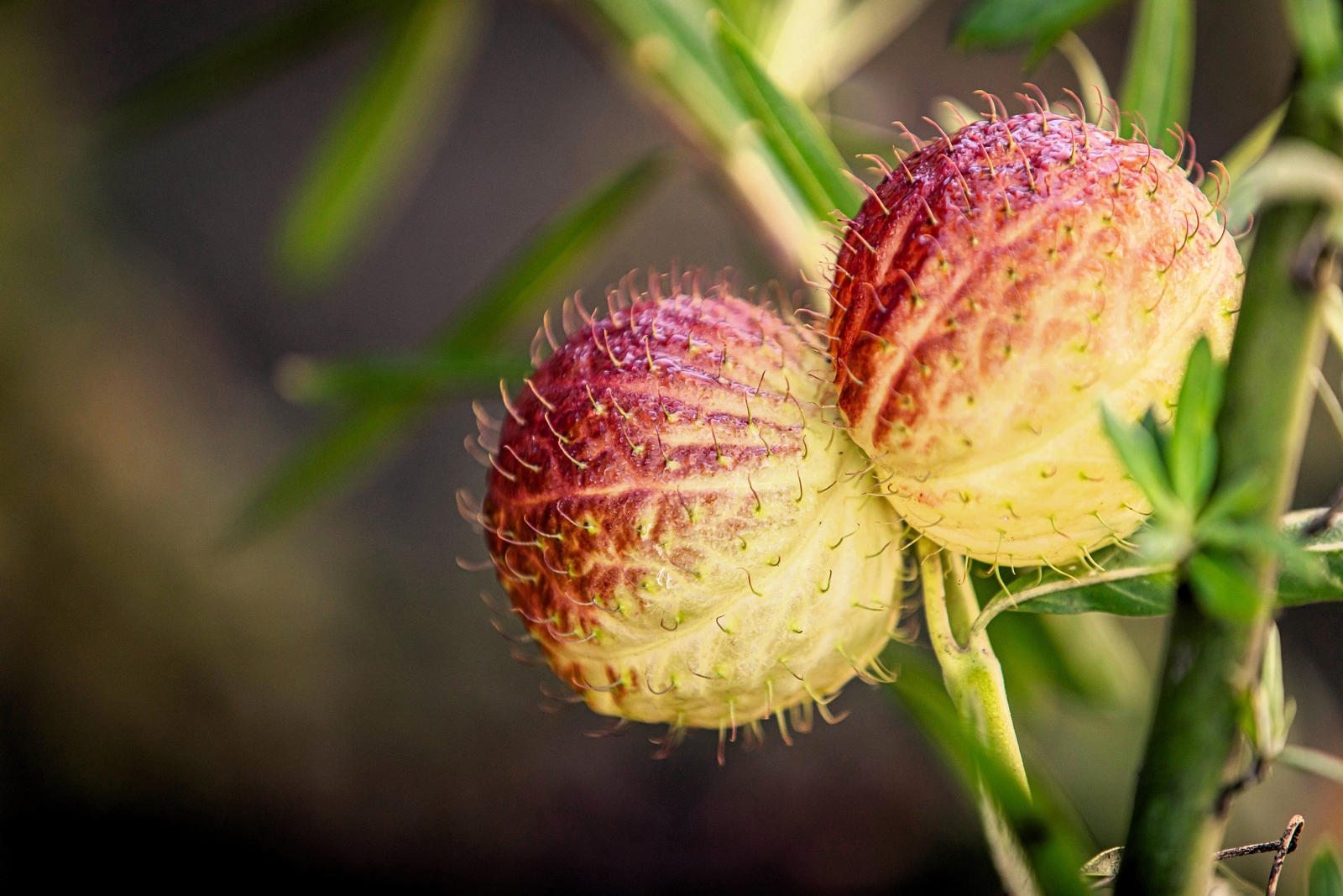 10 BALLOON MILKWEED Hairy Balls Butterfly Weed Asclepias Gomphocarpus Physocarpu