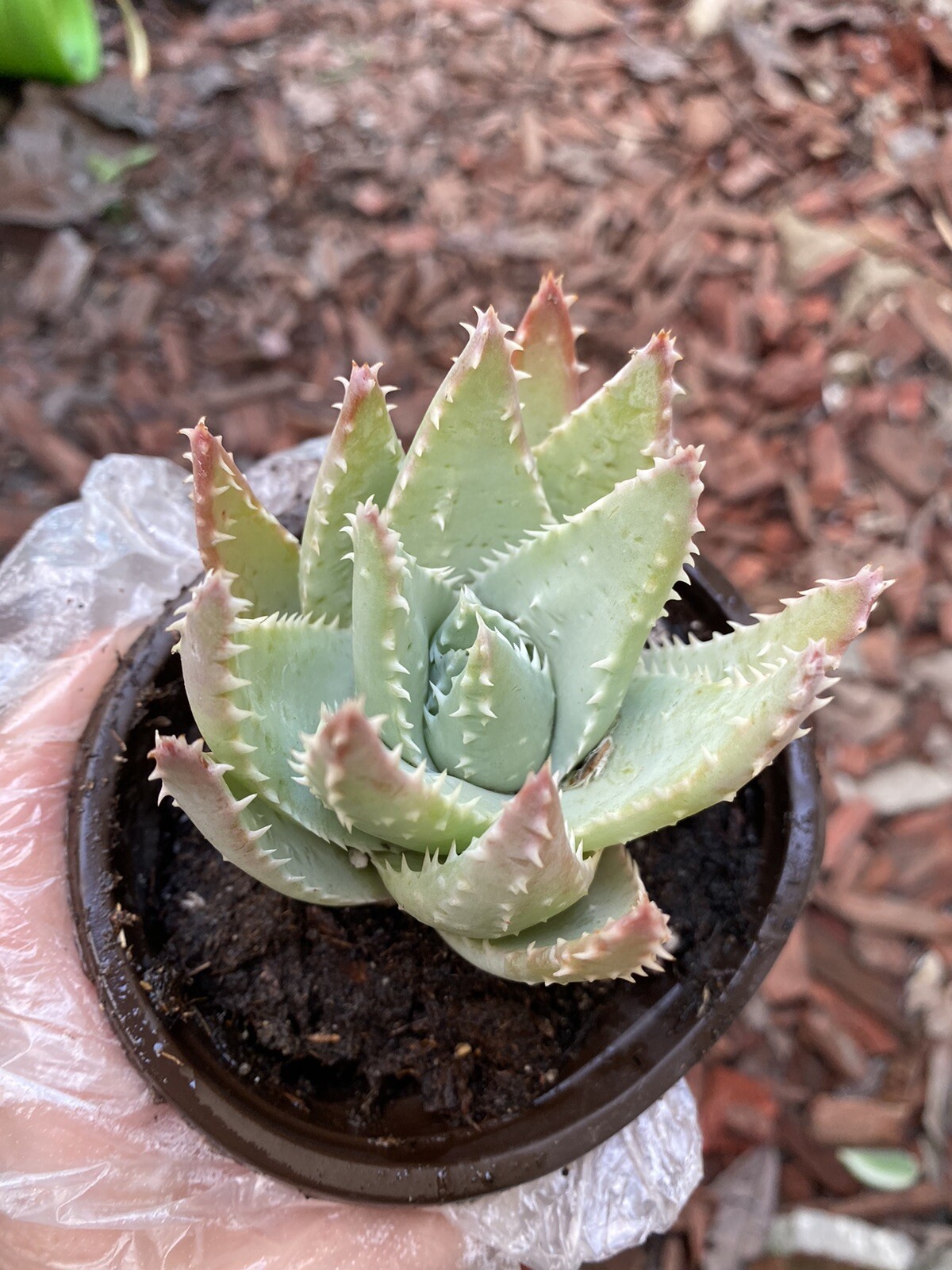Aloe Brevifolia  Short-Leaved “Crocodile Aloe” Free Shipping